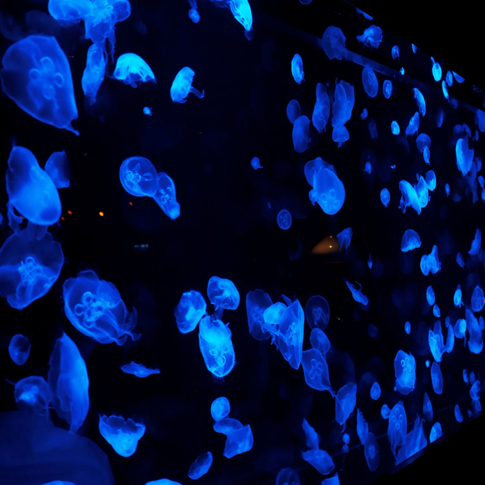 Glowing blue jellyfish floating in dark water illuminated by blue light in an aquarium display