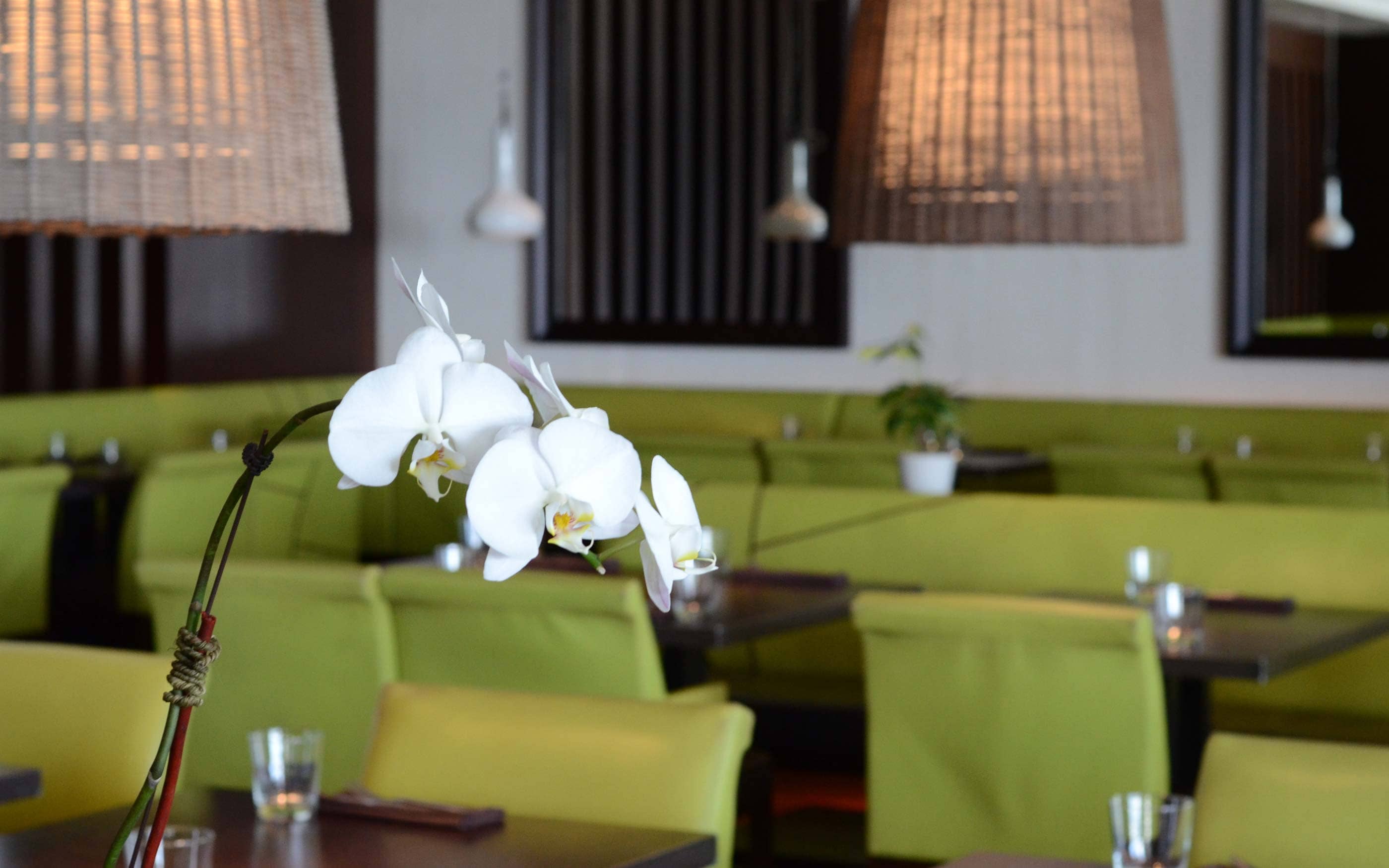 Close up of a white orchid in the main dining room